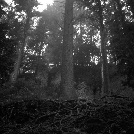 Dana la forêt, 1934-023, Alsace 2005