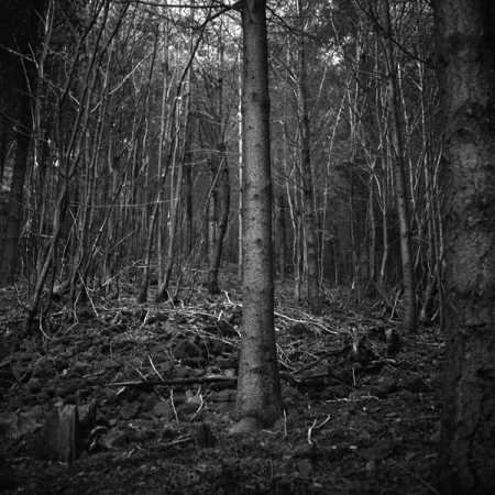 Dana la forêt, 1944-108, Alsace 2006