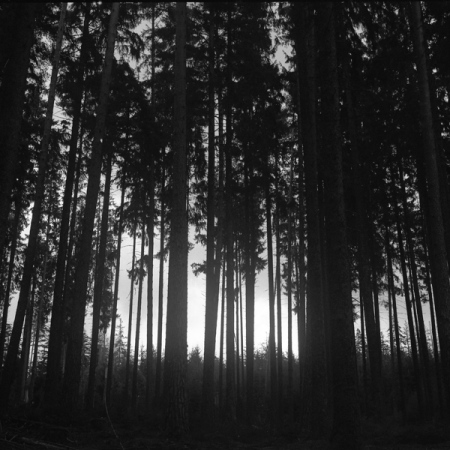 Dana la forêt, 1960-031, Alsace 2007