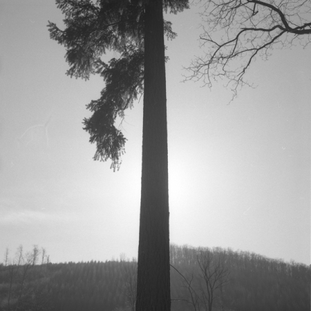 Dana la forêt, 2001-135, Alsace 2007