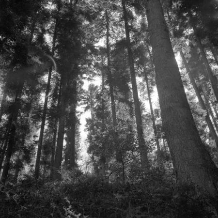 Dana la forêt, 2054-259, Alsace 2007