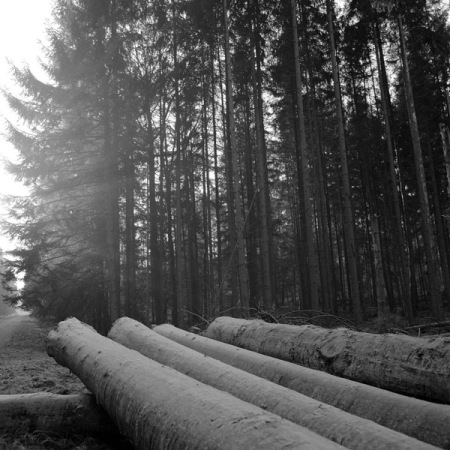 Dana la forêt, 2229-118, Alsace 2007